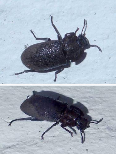 Réf. 227 619 : Gonocephalum sp.